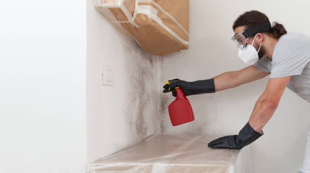Professional Basement Mold Remediation technician working in Canton, TX