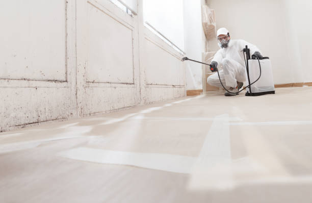 24/7 Emergency Basement Mold Remediation experts in Canton, TX
