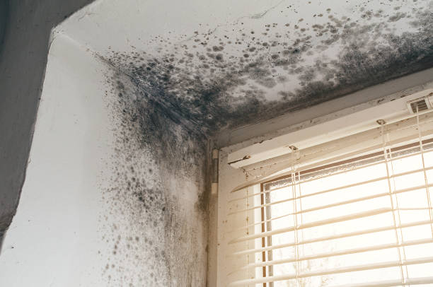 Affordable Basement Mold Remediation solutions in Canton, TX